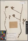 Foto von Salix erioclada H. Lév. & Vaniot